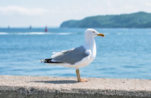 Seagull on the wall against the background of the Baltic Sea in Gdynia