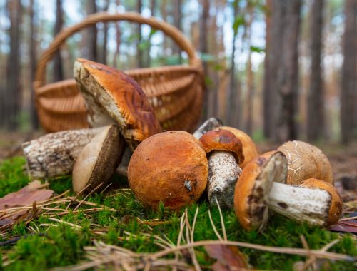 mushrooms in basket